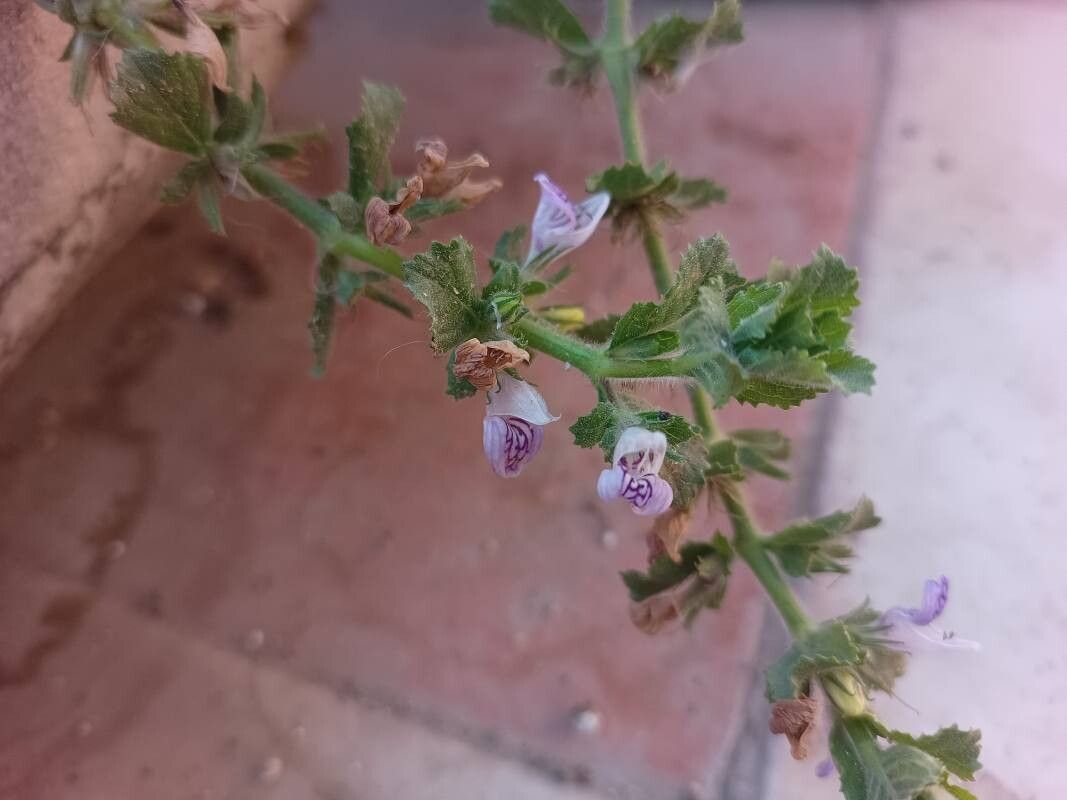 Hygrophila difformis flower