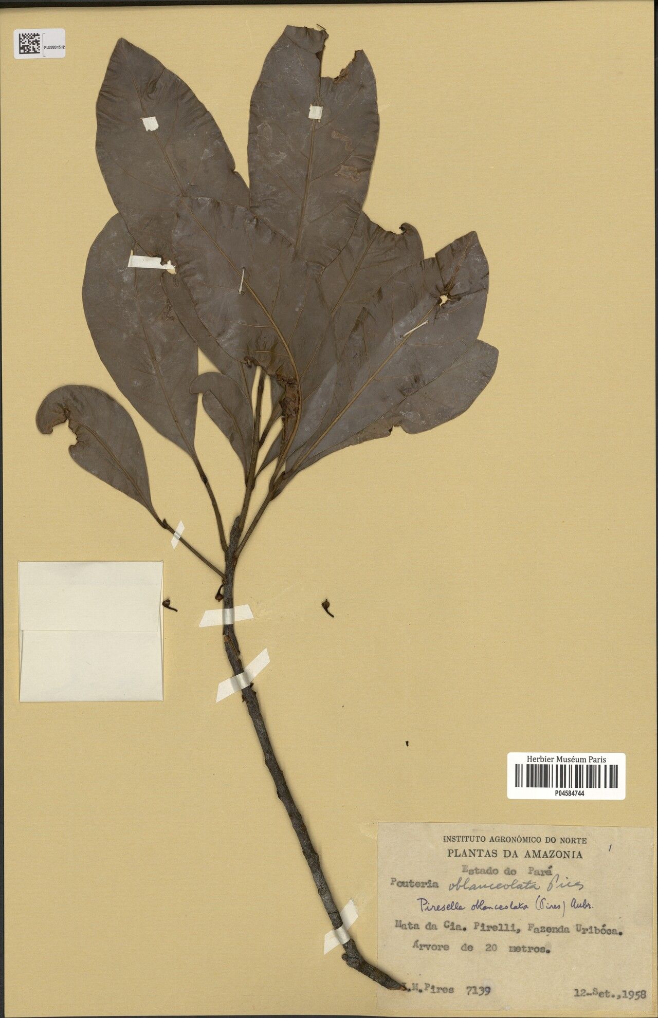 Pouteria oblanceolata — houseplant care guide