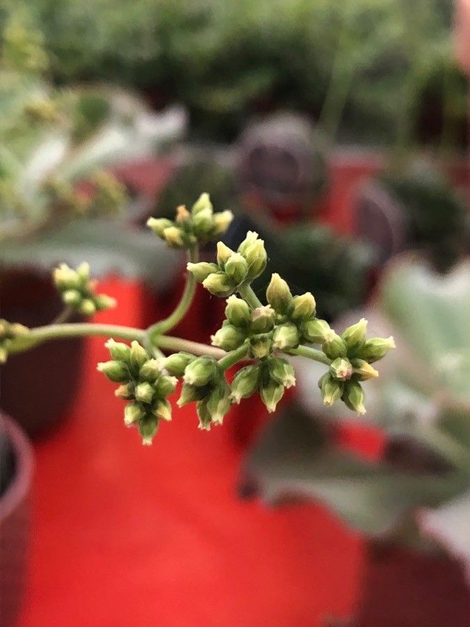 Crassula nudicaulis flower