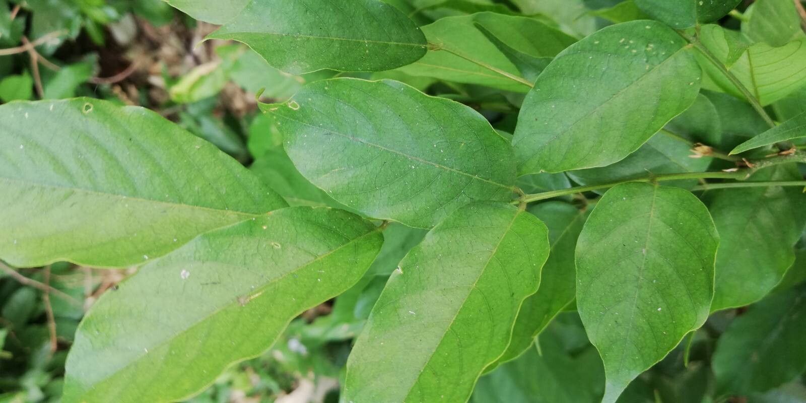 Millettia griffoniana leaf