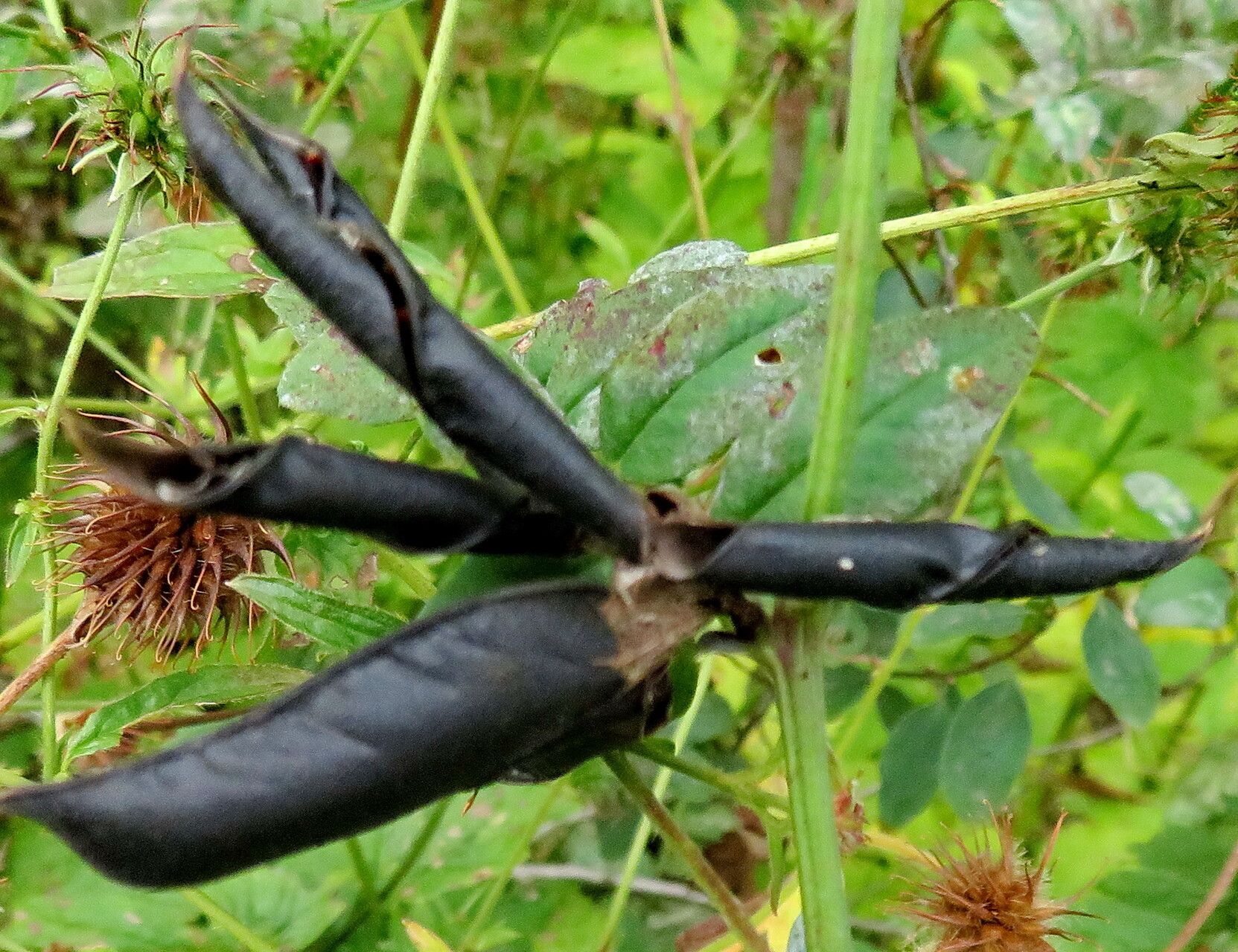 Spiraea × inflexa other