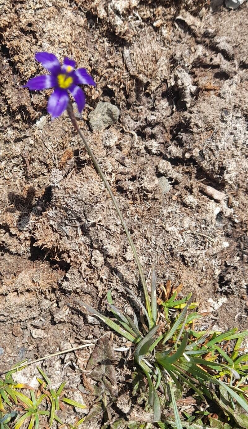 Sisyrinchium chilense habit