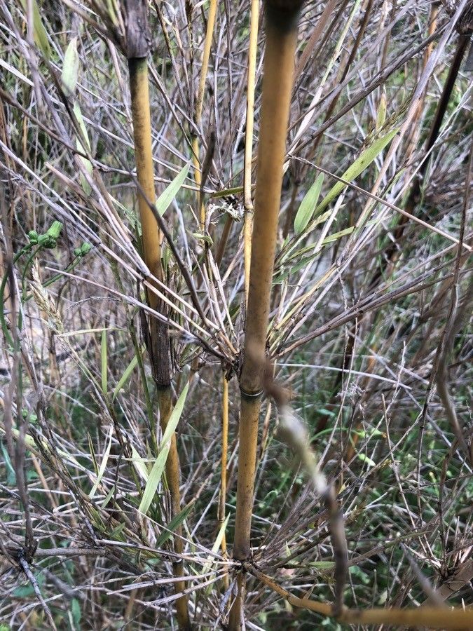 Chusquea gigantea bark