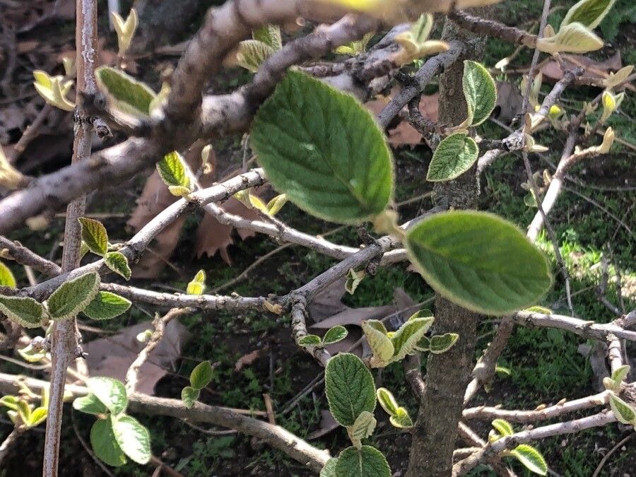 Viburnum mongolicum leaf