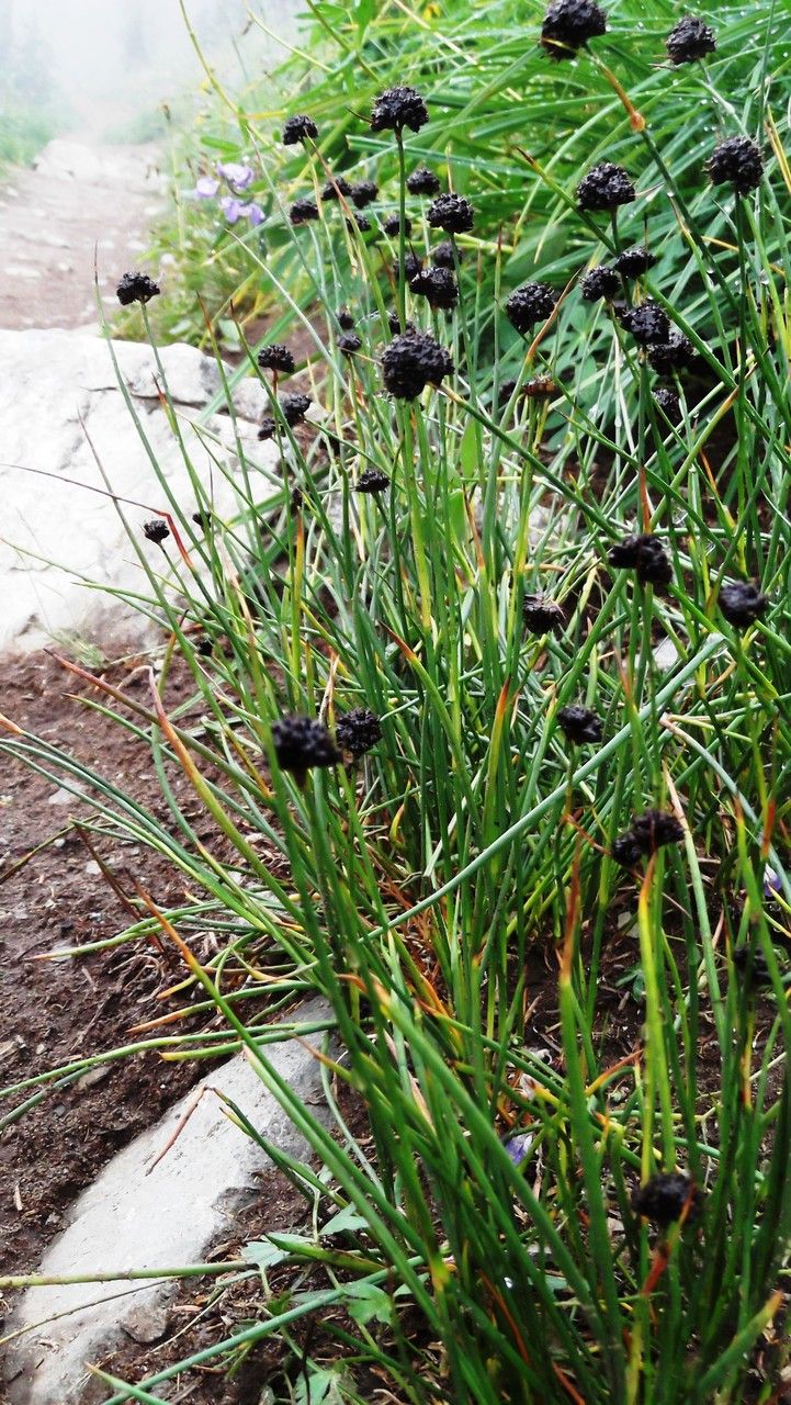 Juncus mertensianus habit