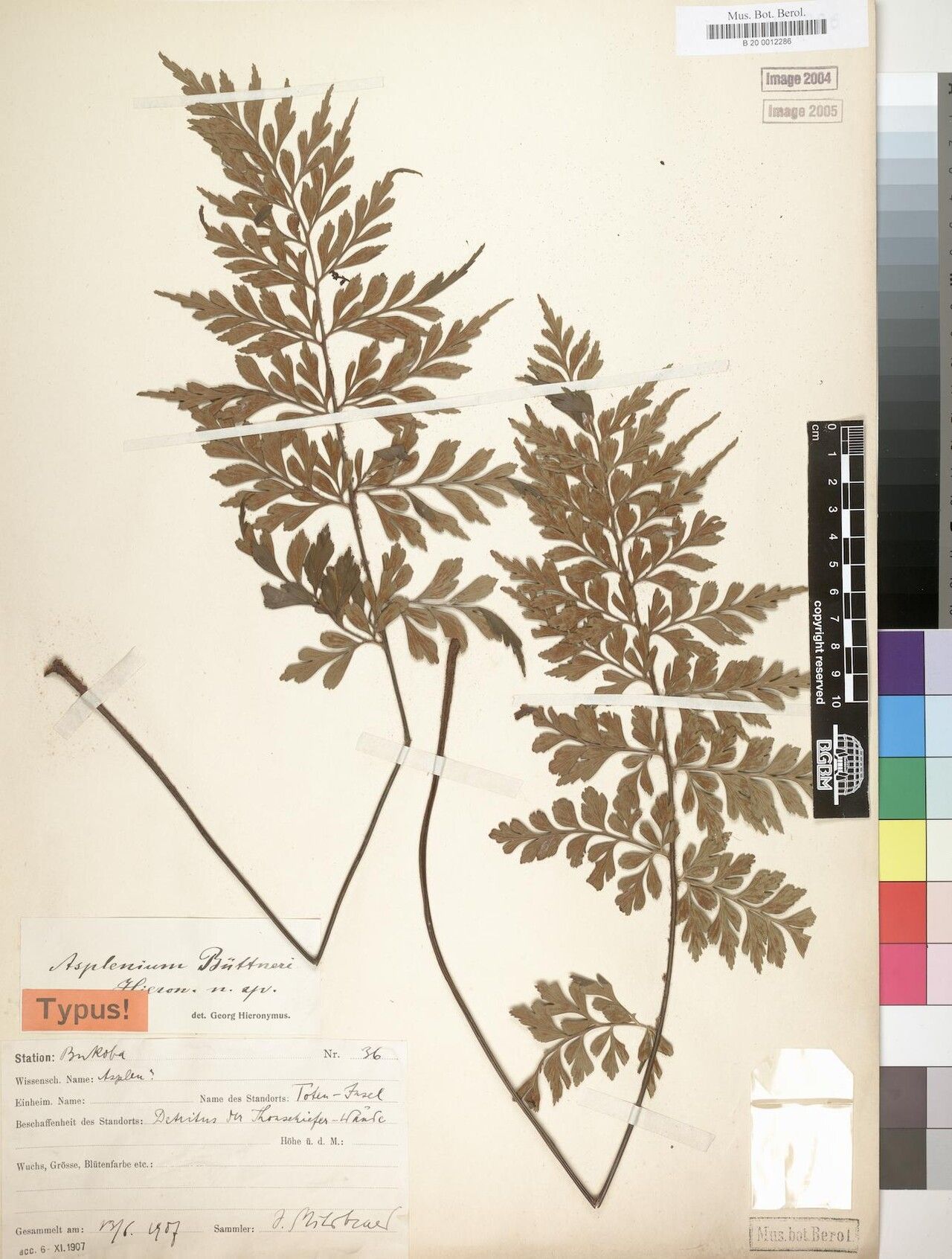 Asplenium musiraense — houseplant care guide