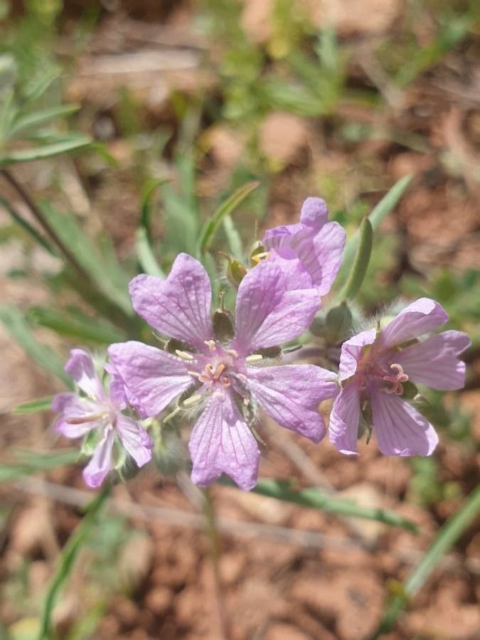 Geranium tuberosum flower
