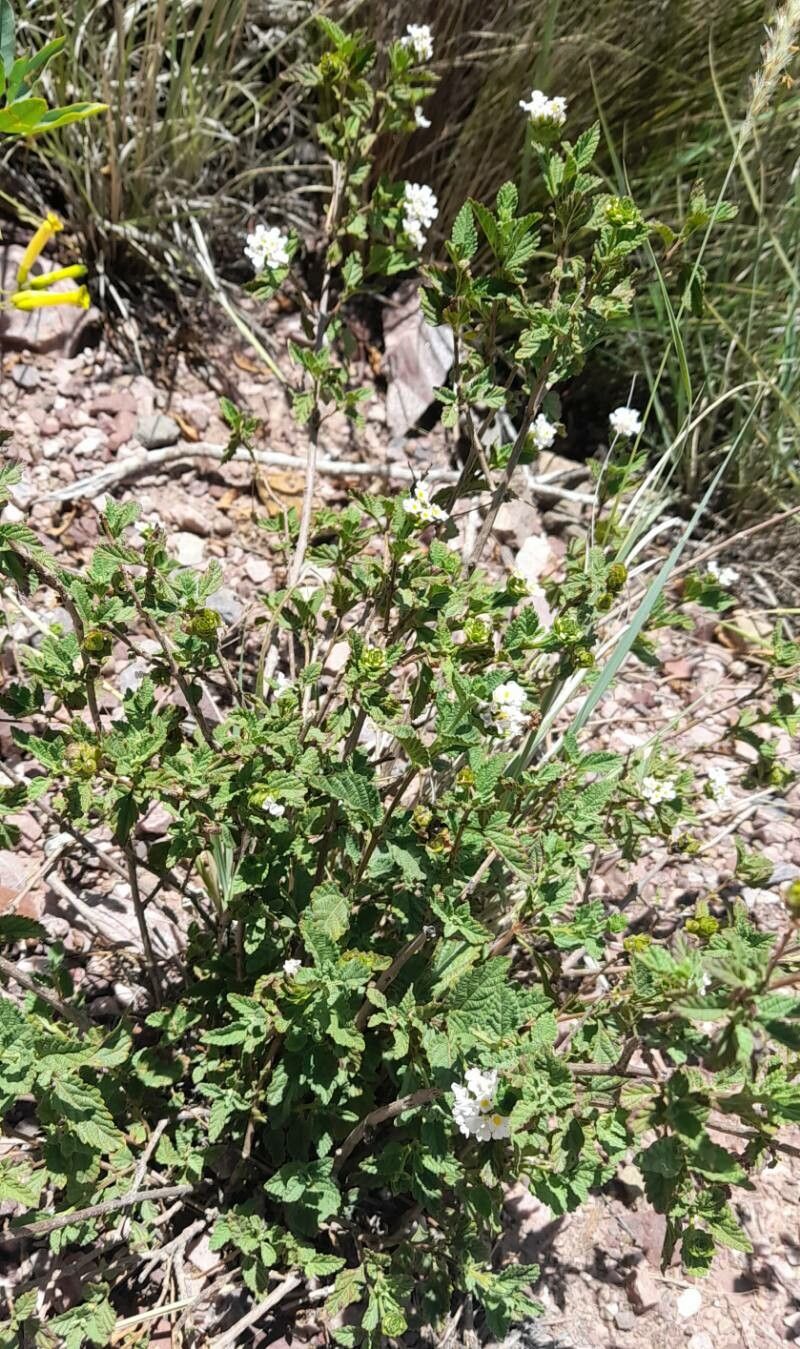 Lantana tilcarensis habit