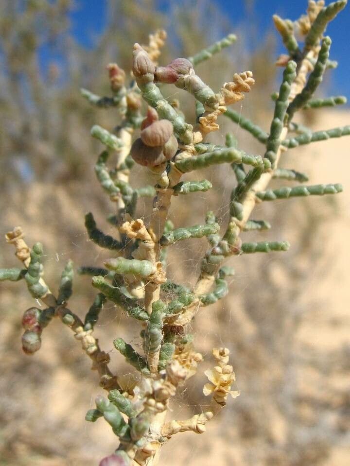 Anabasis articulata fruit