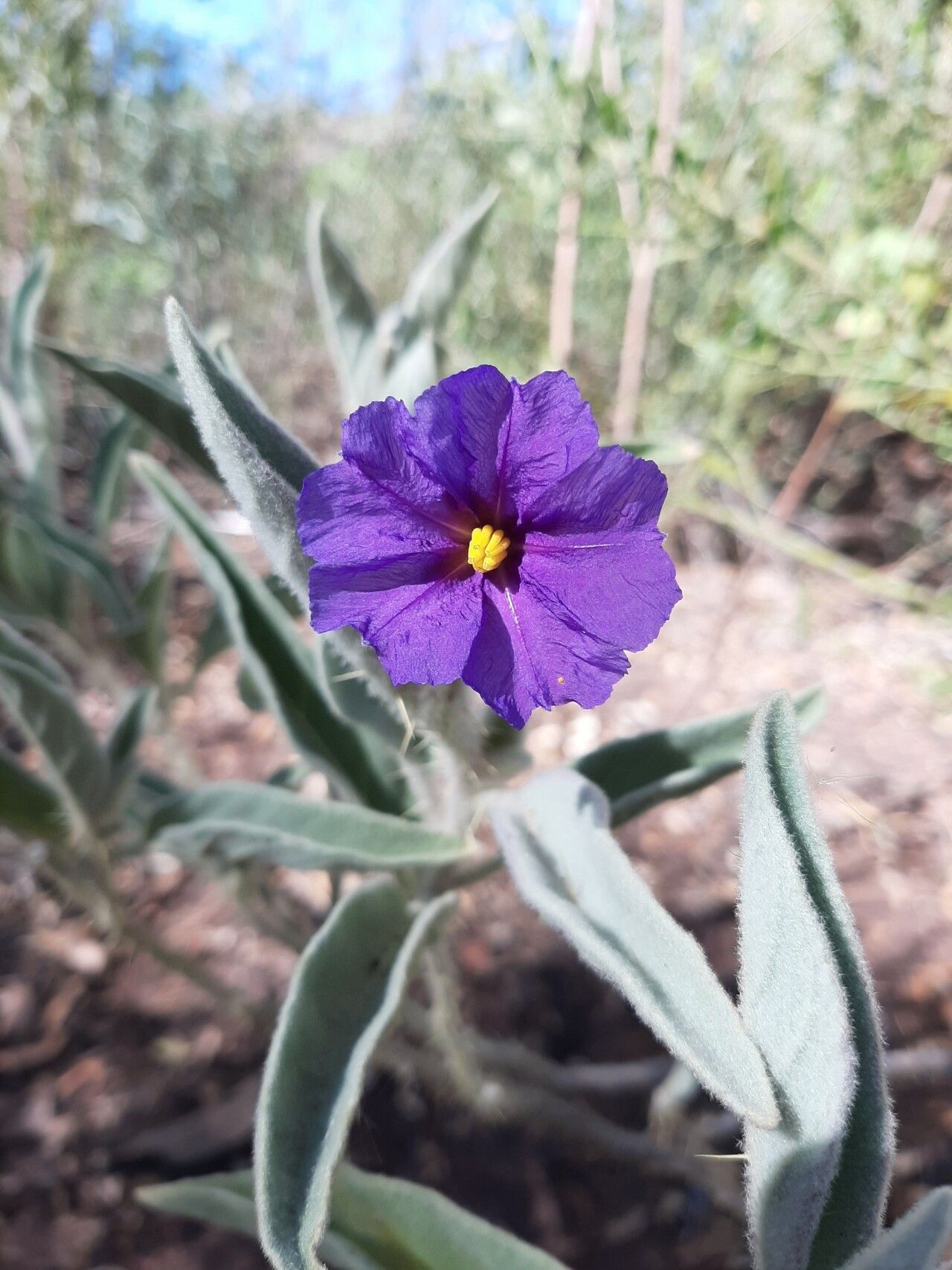 Solanum phlomoides — search result for 'Phlomoides'
