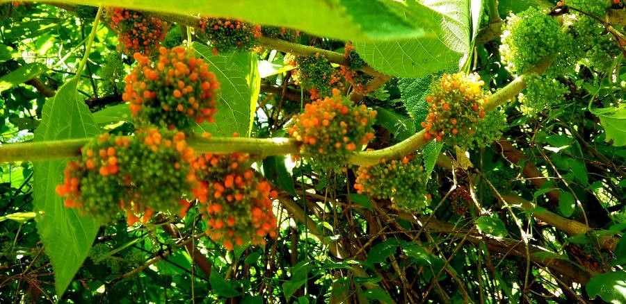 Urera caracasana fruit