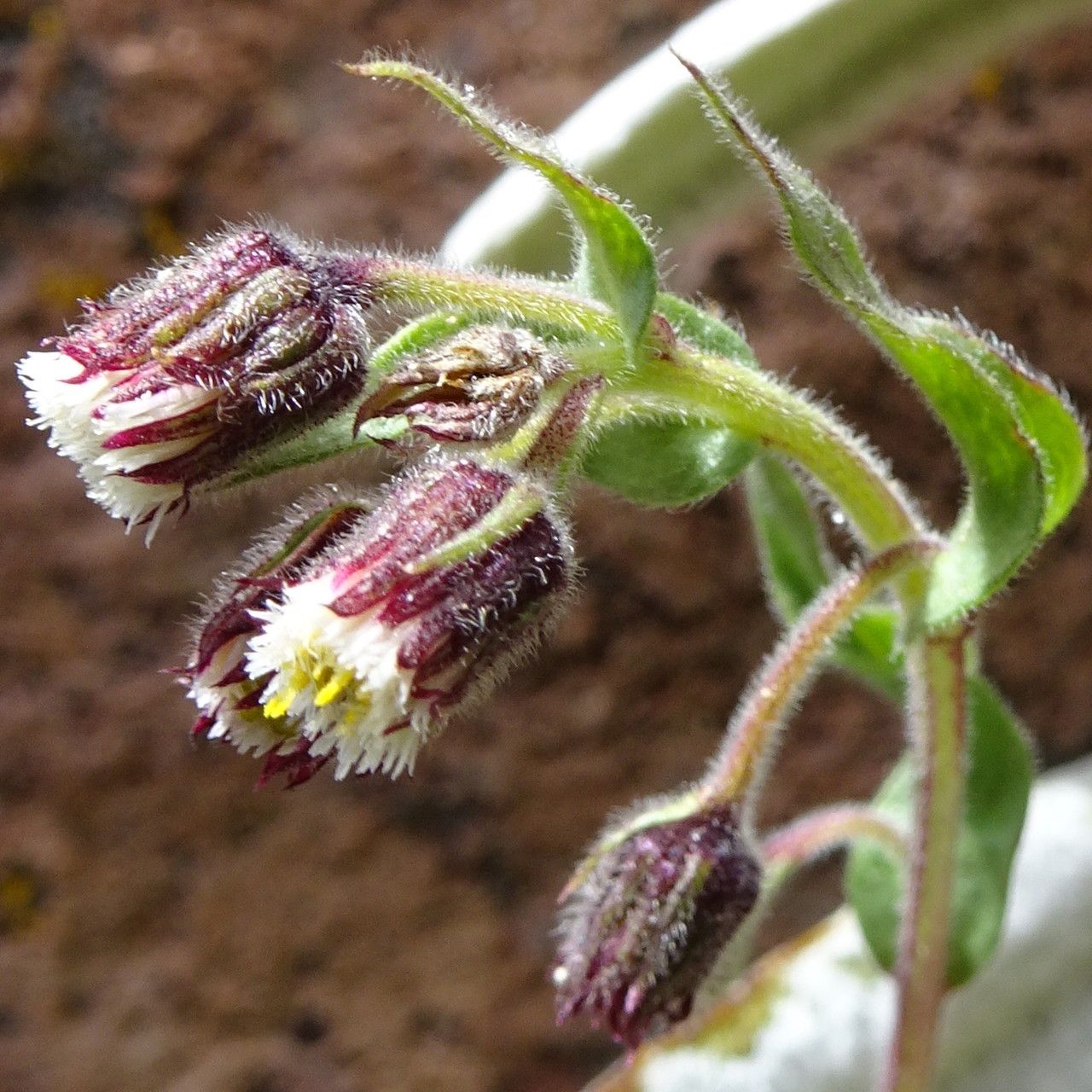 Conyza deserticola — search result for 'Conyza'