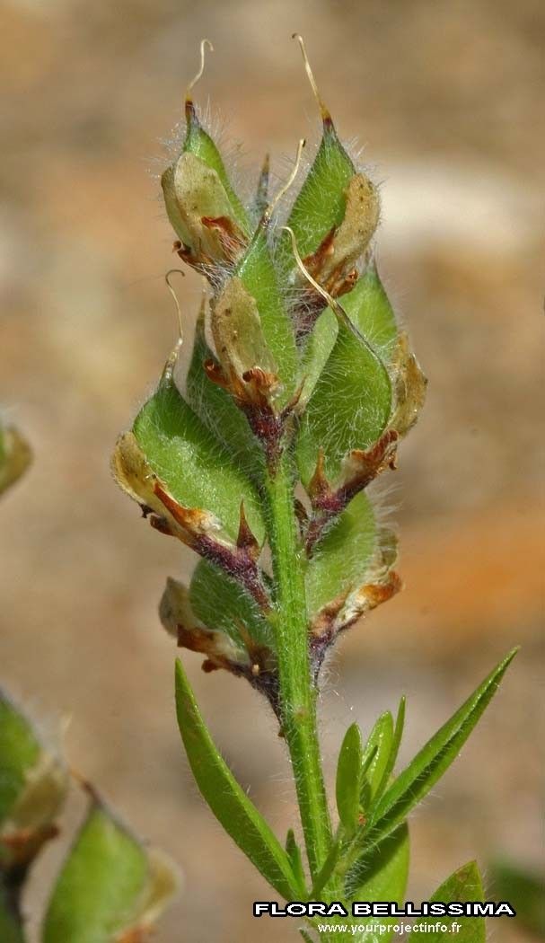 Genista germanica fruit