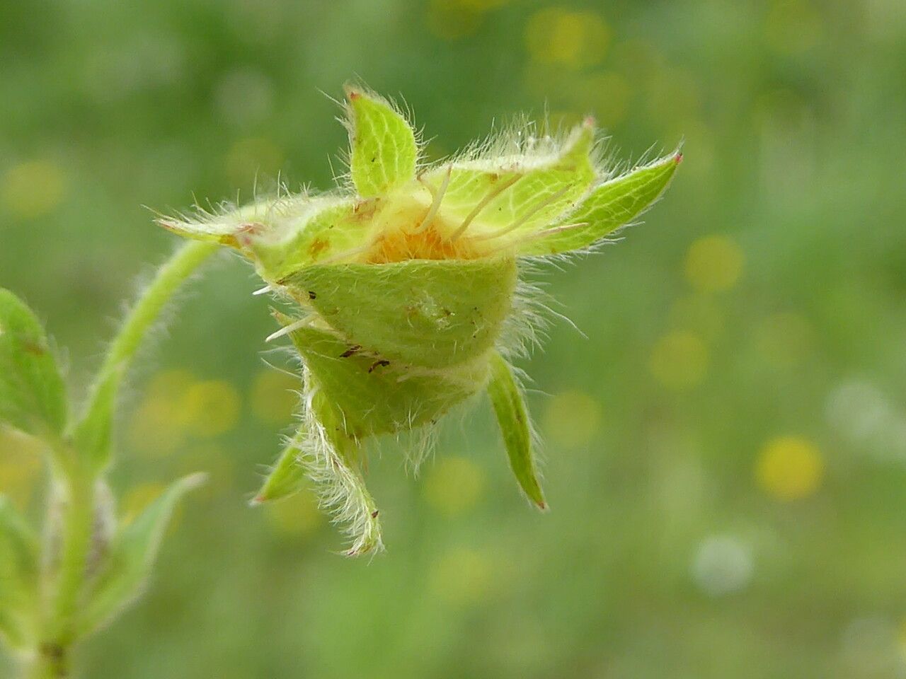 Potentilla montana fruit
