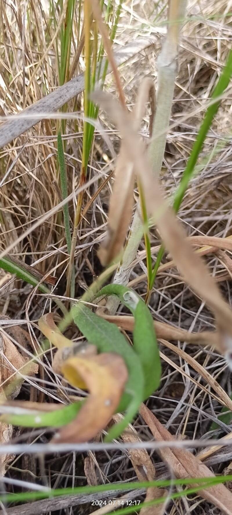 Jurinea multiflora — houseplant care guide