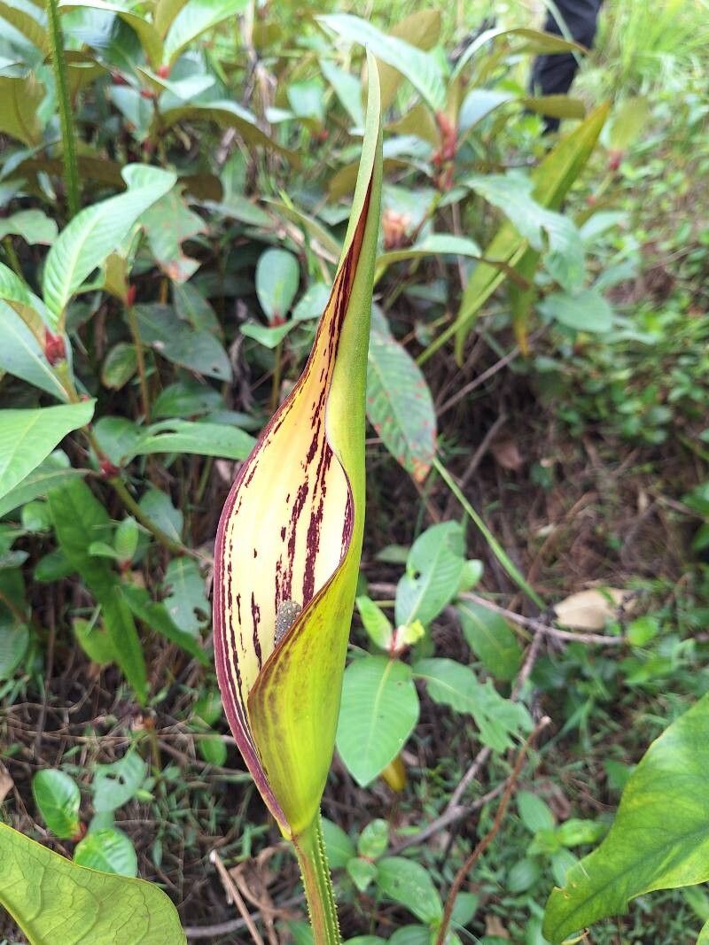 Lasimorpha senegalensis flower