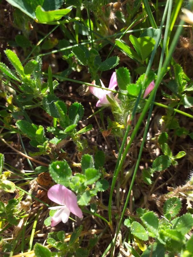 Ononis repens — houseplant care guide