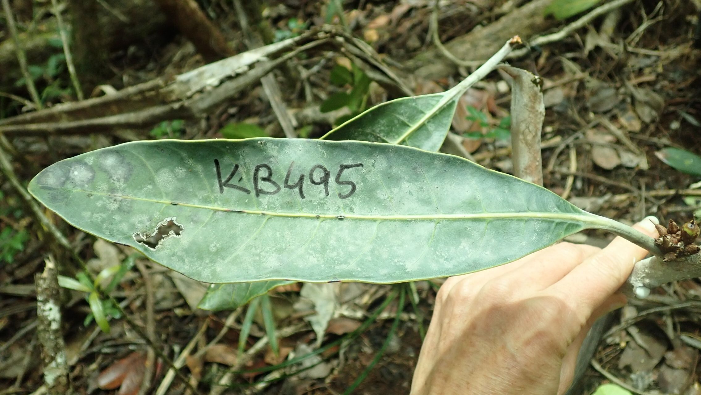 Pycnandra fastuosa leaf
