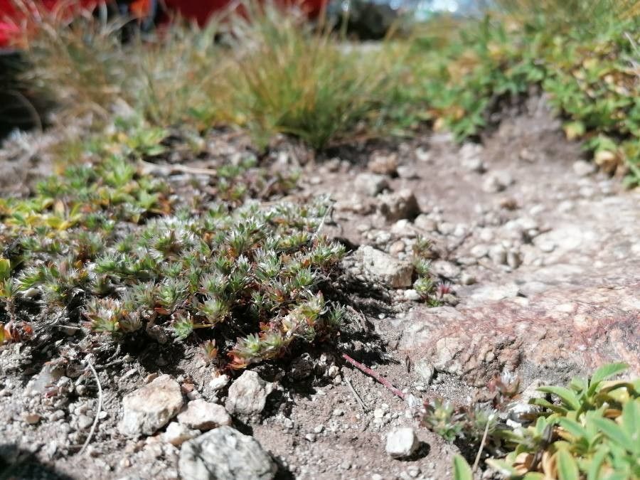 Paronychia polygonifolia habit