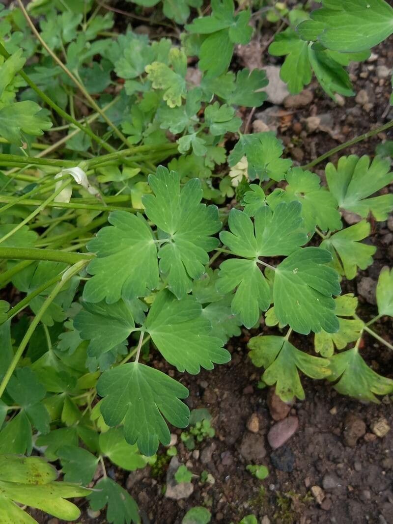 Aquilegia pubescens — search result for 'Aquilegia'
