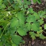 Aquilegia pubescens
