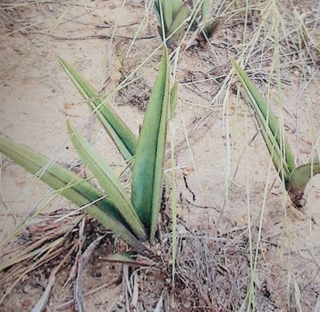 Eulophia clitellifera — houseplant care guide