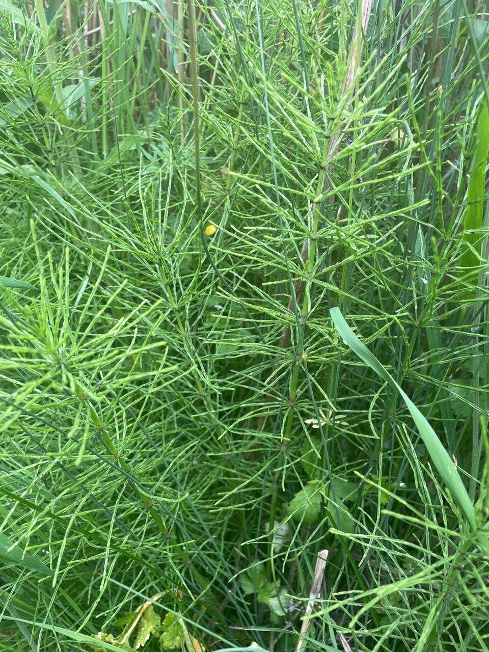 Equisetum pratense — search result for 'Equisetum'