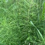 Equisetum pratense