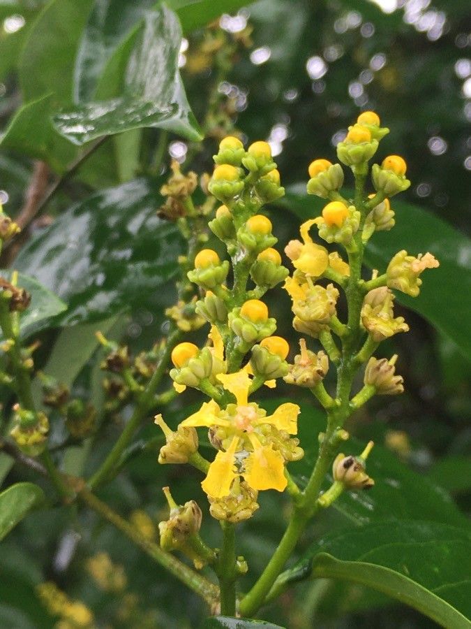 Bunchosia nitida flower