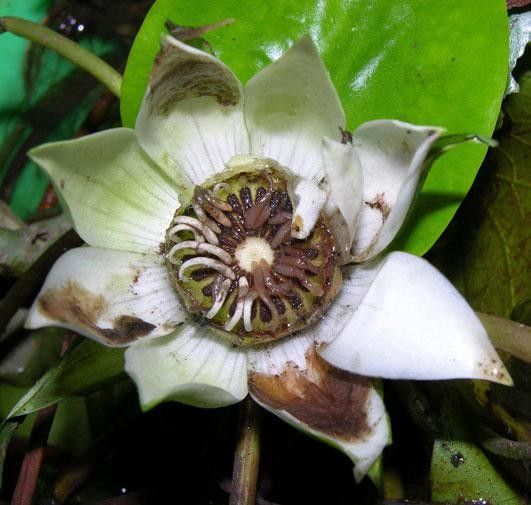 Nymphaea conardii flower