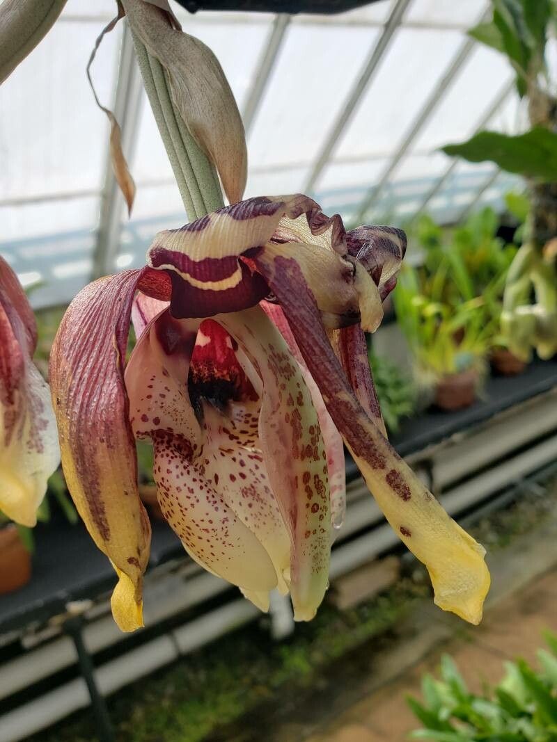 Stanhopea tigrina flower