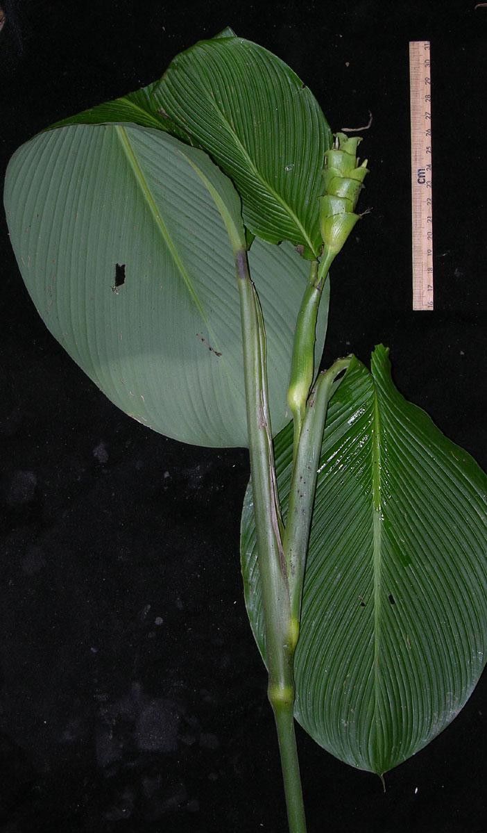 Goeppertia foliosa other