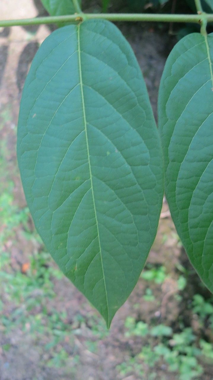 Quisqualis indica leaf