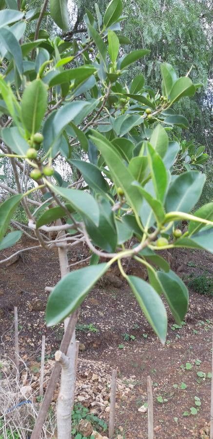 Ficus obliqua leaf