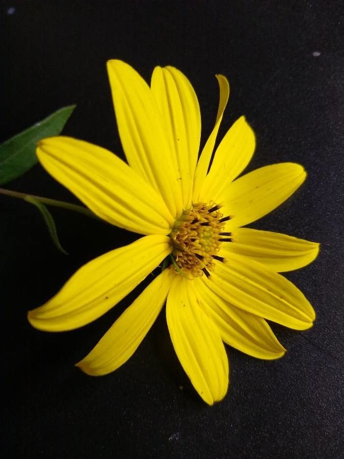 Coreopsis major flower