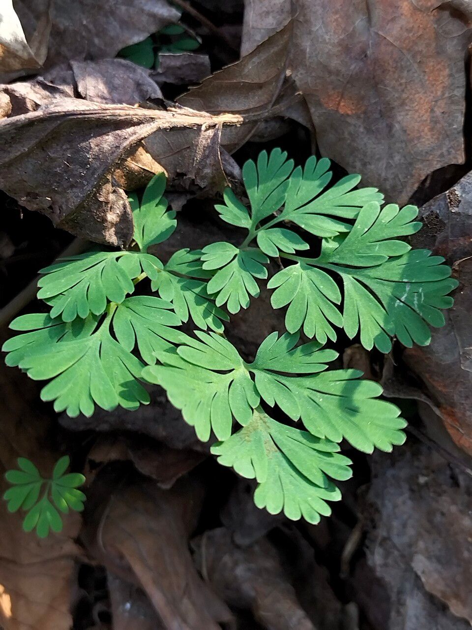 Dicentra cucullaria