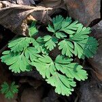 Dicentra cucullaria