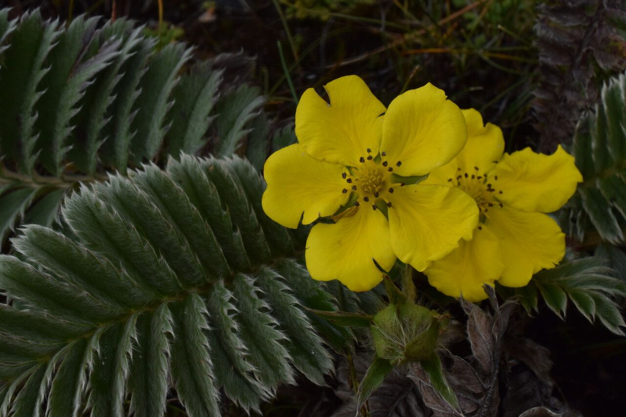 Argentina contigua habit