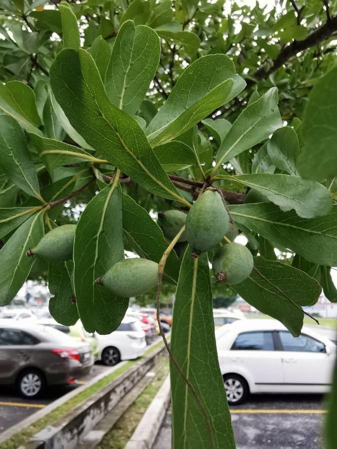 Terminalia mantaly fruit