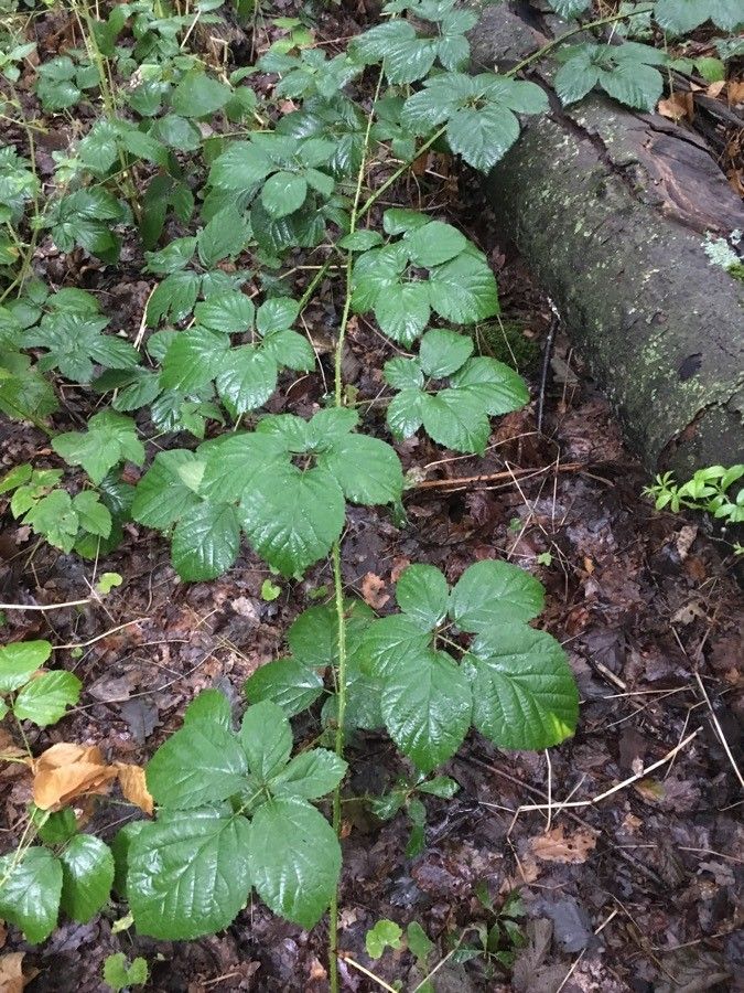 Rubus andegavensis — houseplant care guide