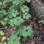 Rubus andegavensis