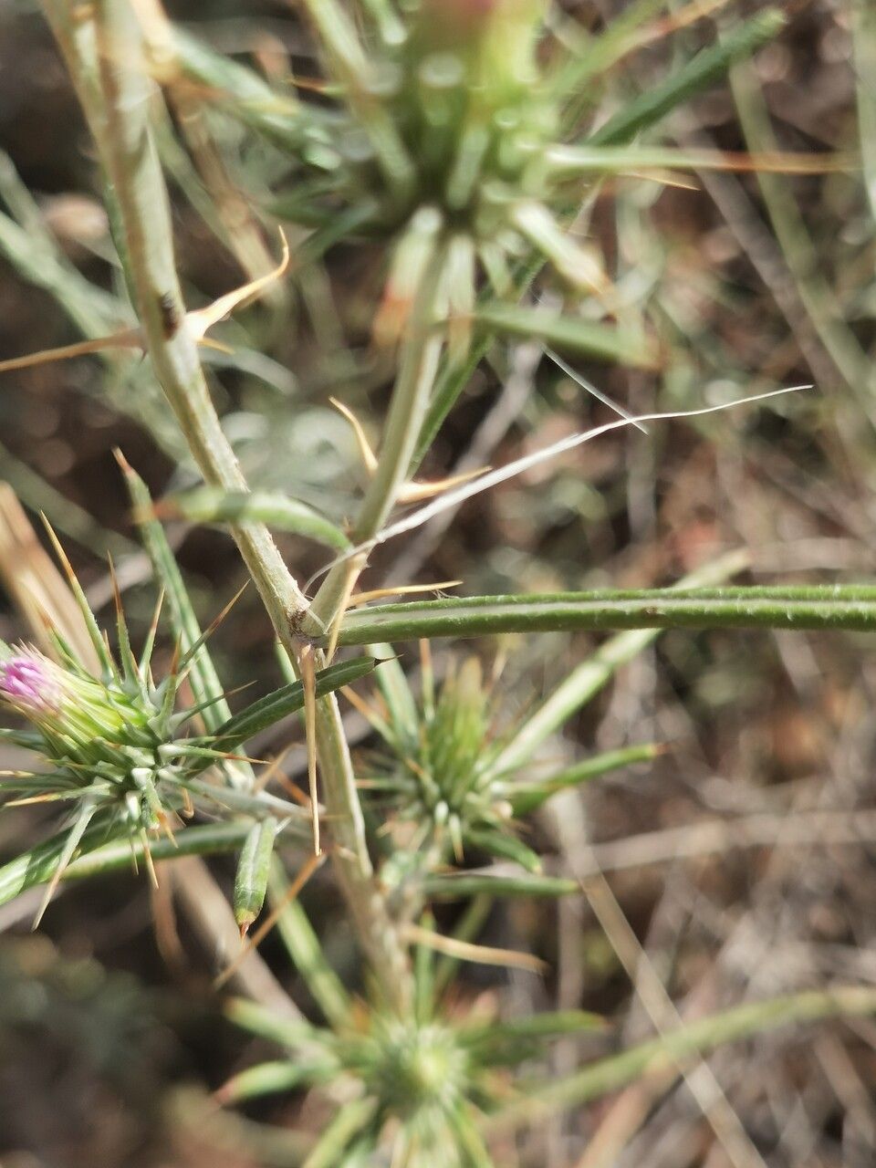 Ptilostemon stellatus — houseplant care guide