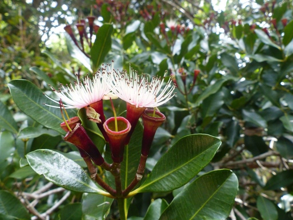 Syzygium pennelii fruit