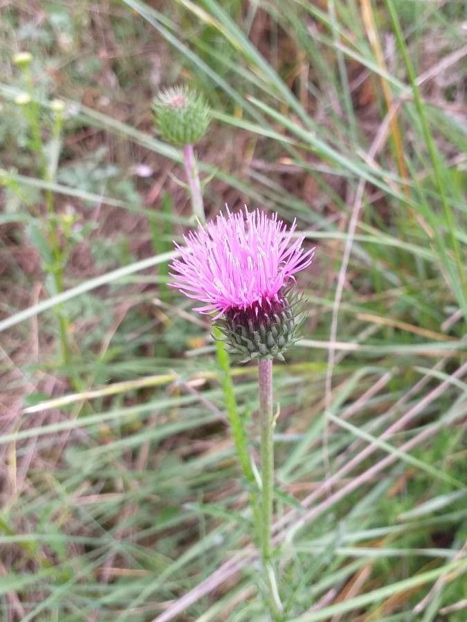 Carduus defloratus flower