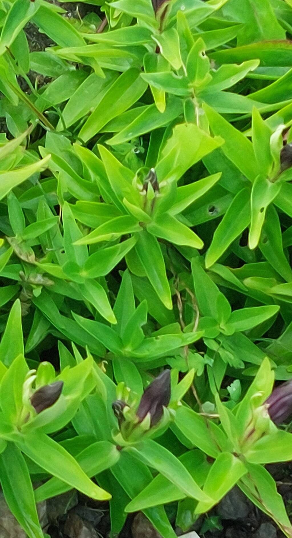 Gentiana atuntsiensis — houseplant care guide