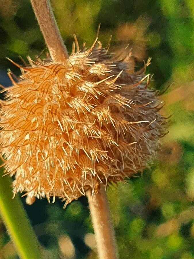Leucas deflexa fruit