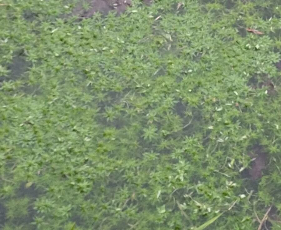 Callitriche obtusangula leaf