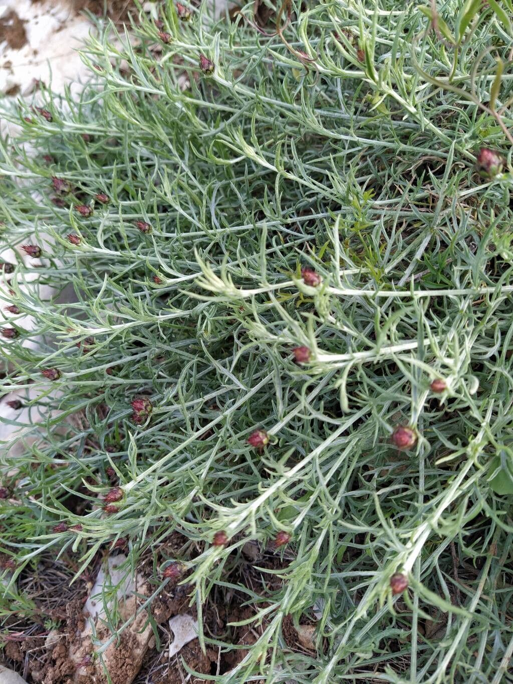 Centaurea fabregatii — houseplant care guide