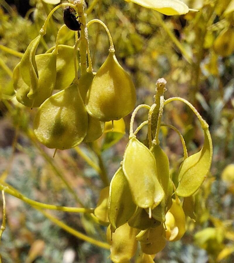 Odontarrhena corsica fruit