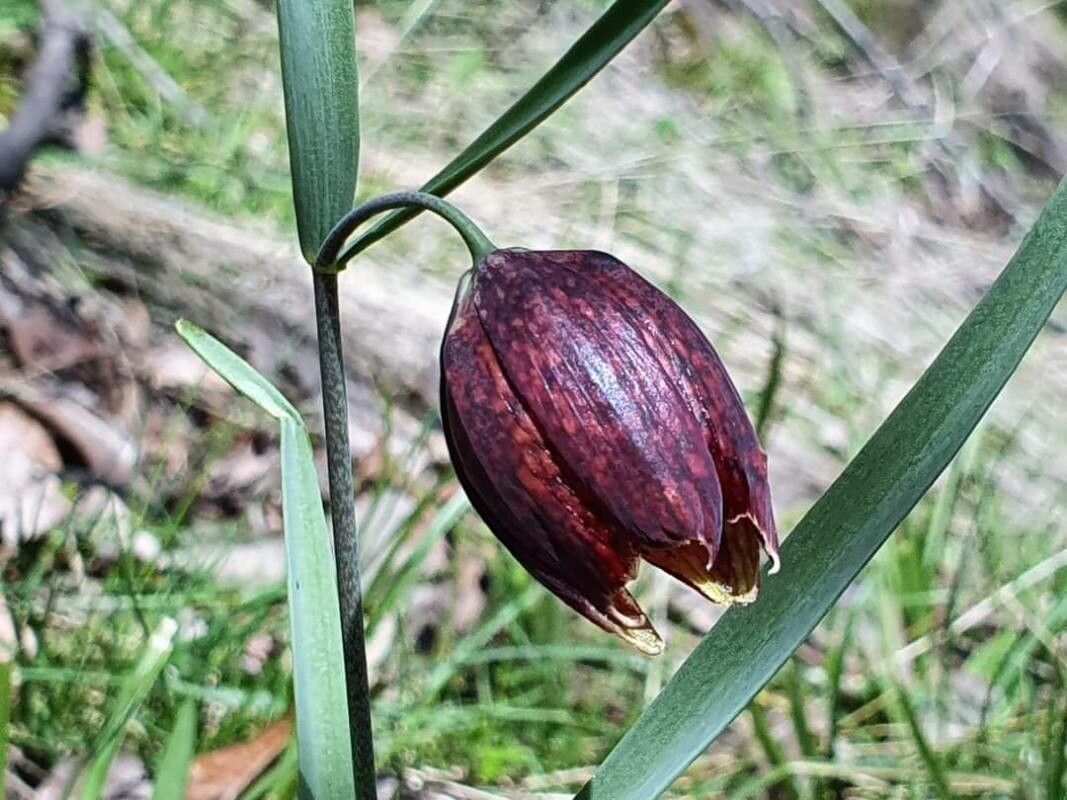 Fritillaria montana flower